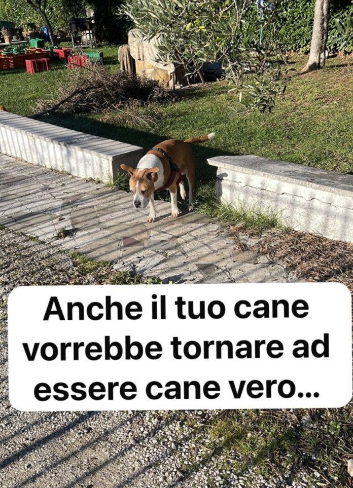 don emilio 26 novembre