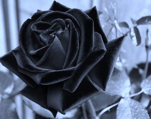 rosa nera per messaggio condoglianze