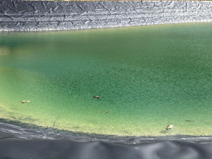 Animali annegati nell'invaso artificiale lago D'Avoli-Pizzalto