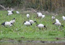 IBIS SACRO: UN ALIENO A TERMOLI