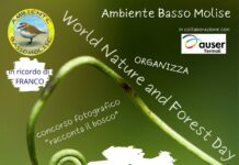 AMBIENTE BASSO MOLISE: PASSEGGIATA ALLA SCOPERTA DEL BOSCO DI SAN VALENTINO A MAFALDA