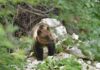 Parco Nazionale d’Abruzzo, Lazio e Molise. Stima popolazione orso bruno marsicano: conclusa la seconda fase