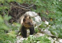 Parco Nazionale d’Abruzzo, Lazio e Molise. Stima popolazione orso bruno marsicano: conclusa la seconda fase