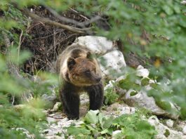 Parco Nazionale d’Abruzzo, Lazio e Molise. Stima popolazione orso bruno marsicano: conclusa la seconda fase