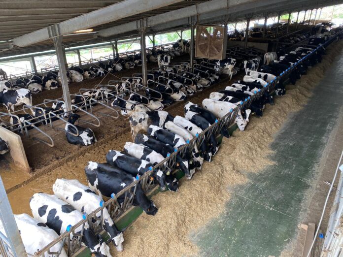 allevamento bovini galle' di frosolone