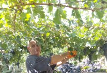 Vendemmia in anticipo, il grido dei vignaioli molisani:«Resilienza è lavoro, non una parola»